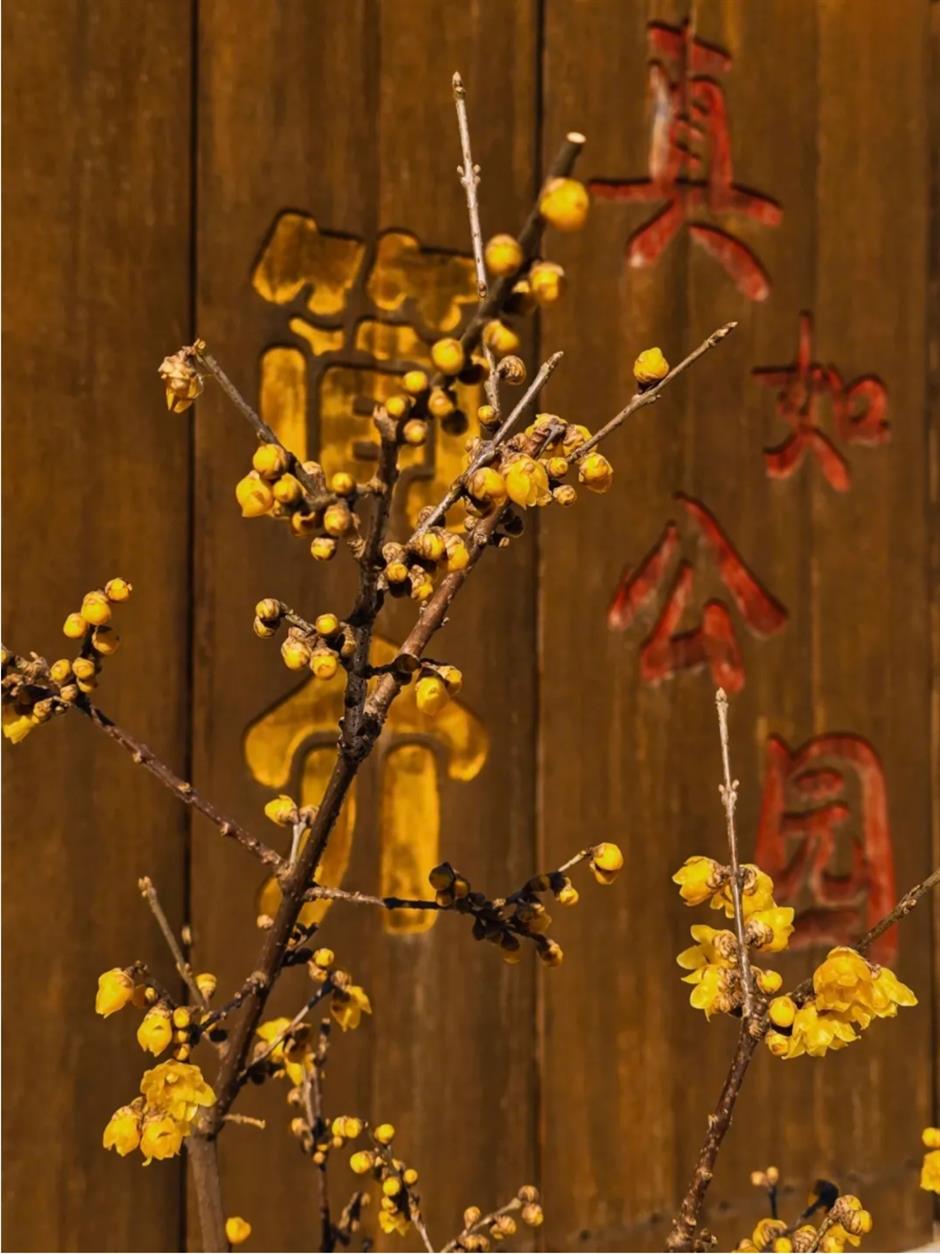 2025第一缕花香~千余株腊梅绽放在上海这个免费公园!