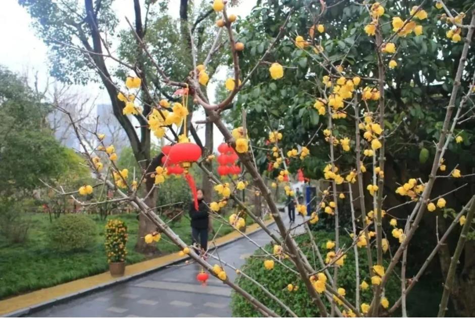 2025第一缕花香~千余株腊梅绽放在上海这个免费公园!