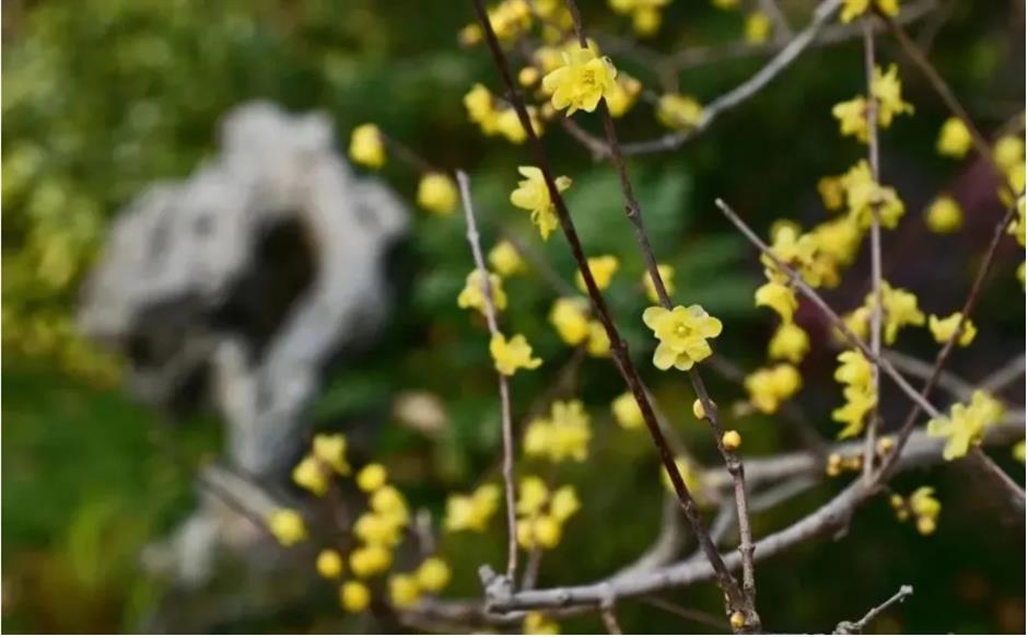 2025第一缕花香~千余株腊梅绽放在上海这个免费公园!