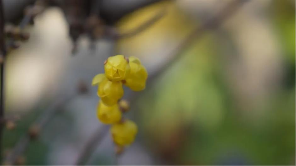 2025第一缕花香~千余株腊梅绽放在上海这个免费公园!