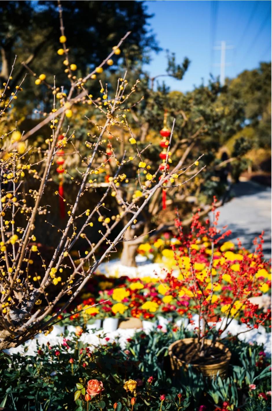 2025第一缕花香~千余株腊梅绽放在上海这个免费公园!