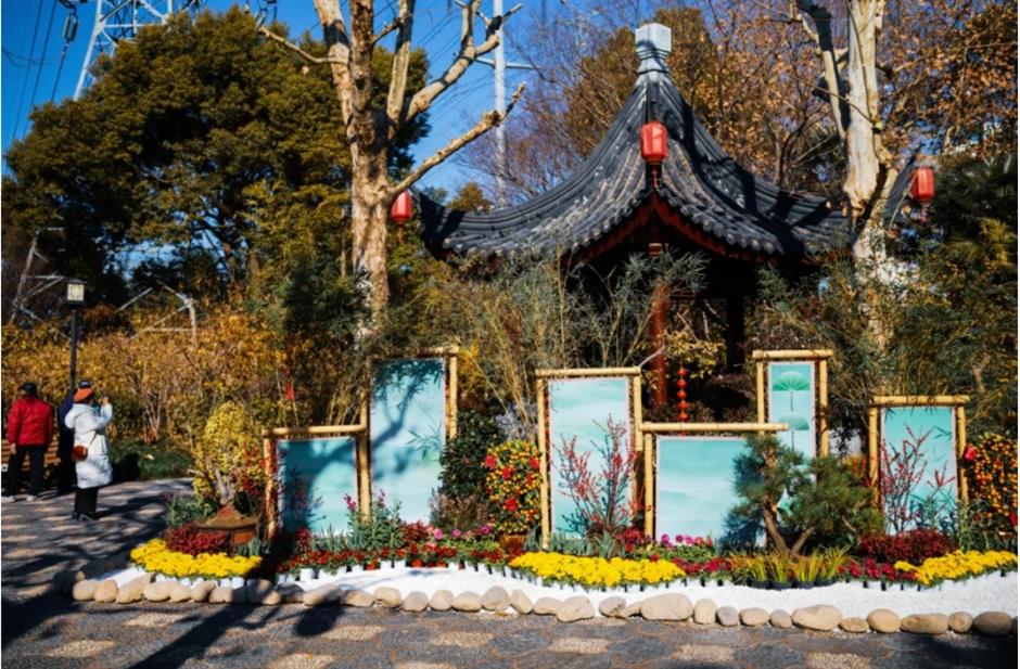 2025第一缕花香~千余株腊梅绽放在上海这个免费公园!