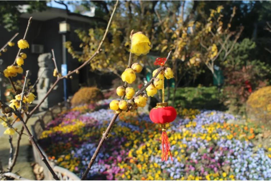 2025第一缕花香~千余株腊梅绽放在上海这个免费公园!