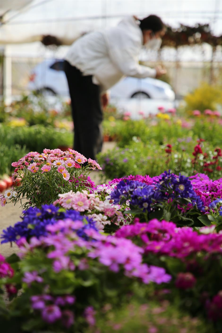 倒计时ing,年宵花去这些地方安排→