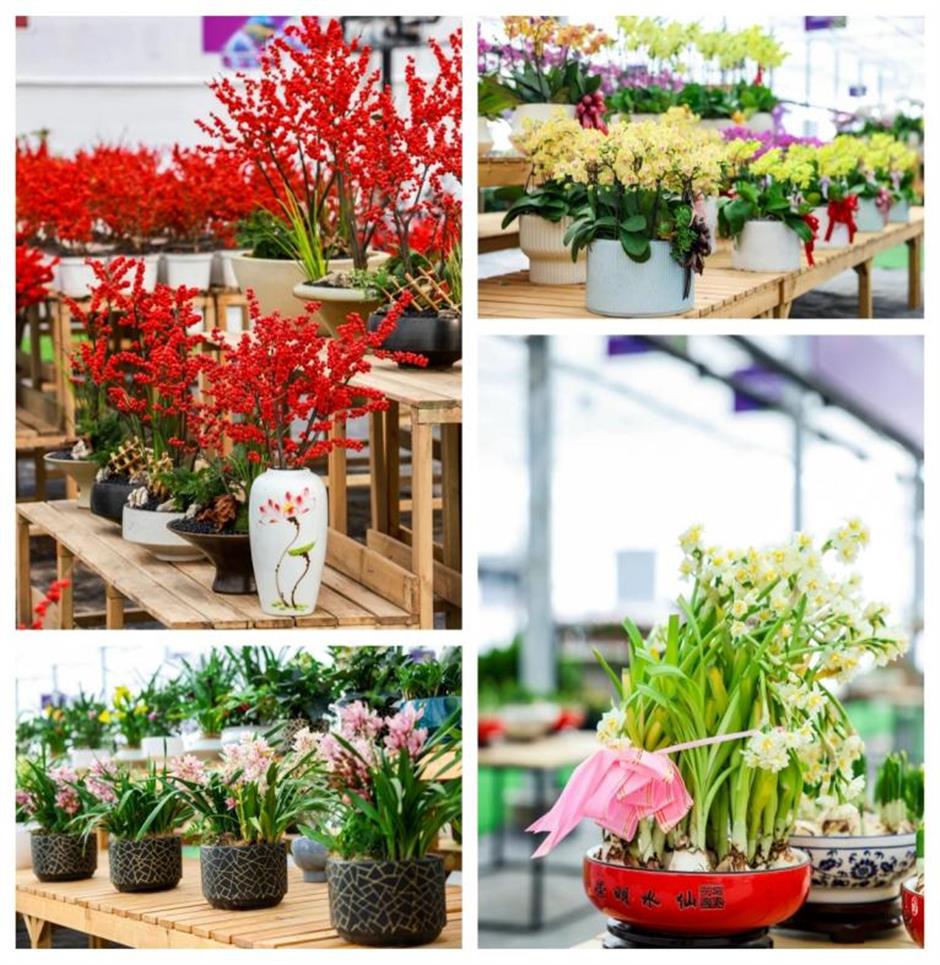 倒计时ing,年宵花去这些地方安排→