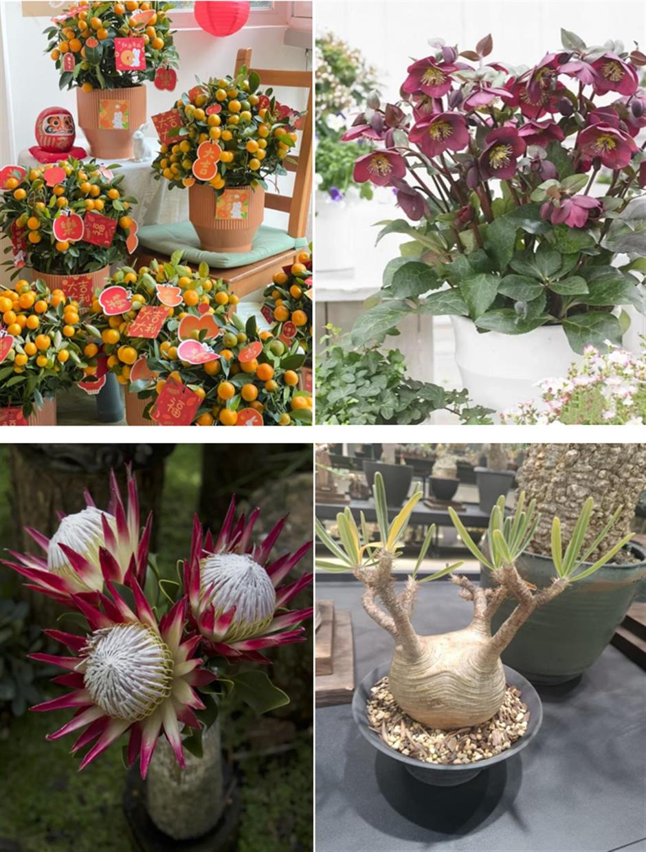 倒计时ing,年宵花去这些地方安排→