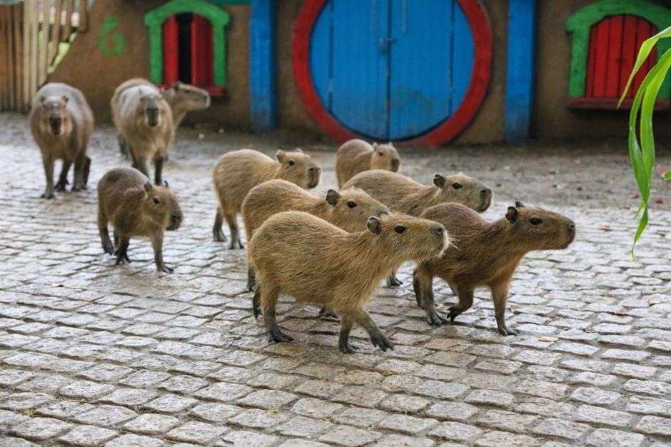 冰雕、雪人、雪屋…不去尔滨也能体验冰雪王国!