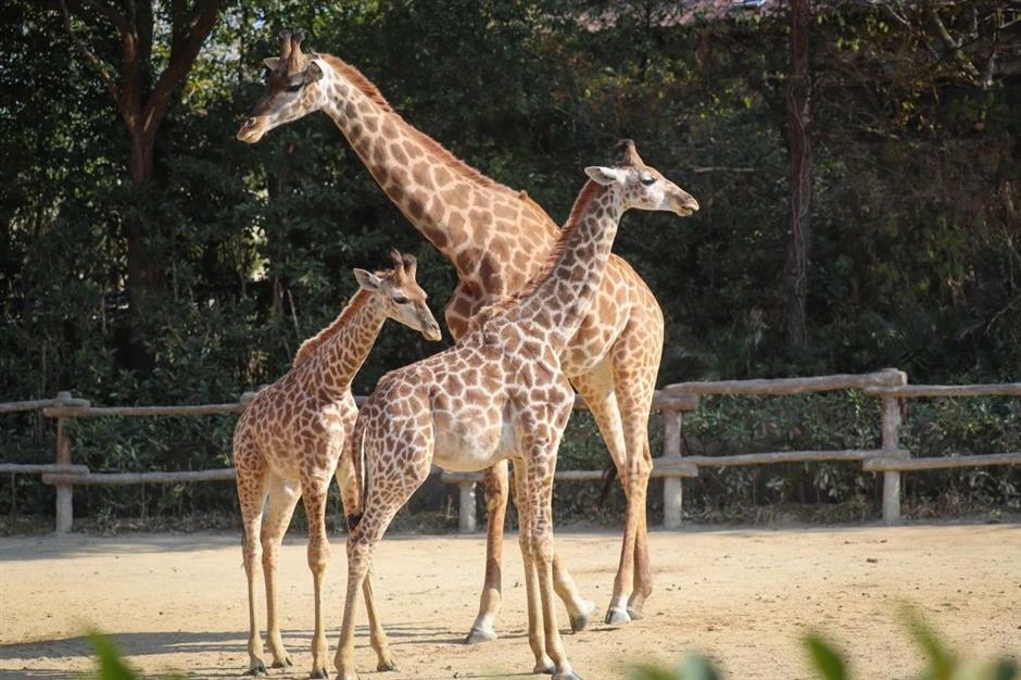 冰雕、雪人、雪屋…不去尔滨也能体验冰雪王国!