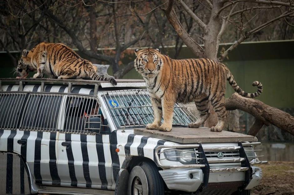 冰雕、雪人、雪屋…不去尔滨也能体验冰雪王国!