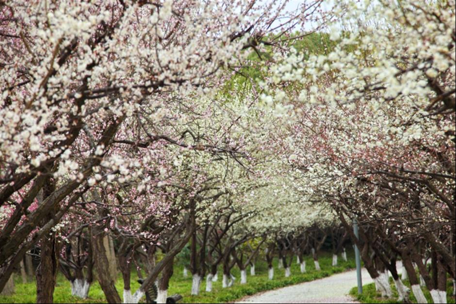 500余株蜡梅,4000余株梅花竞相开放!就在上海市中心这个免费公园→