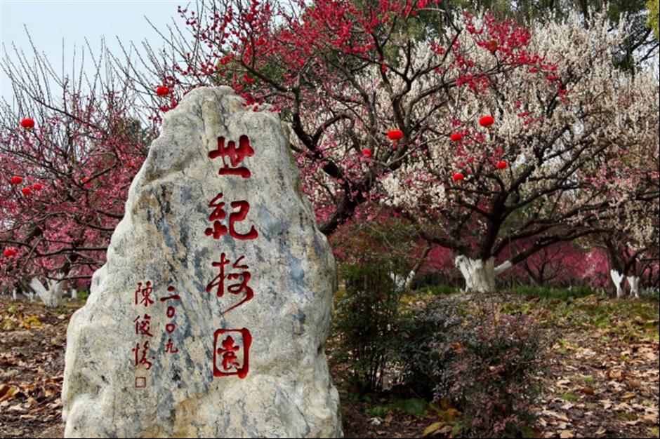 500余株蜡梅,4000余株梅花竞相开放!就在上海市中心这个免费公园→