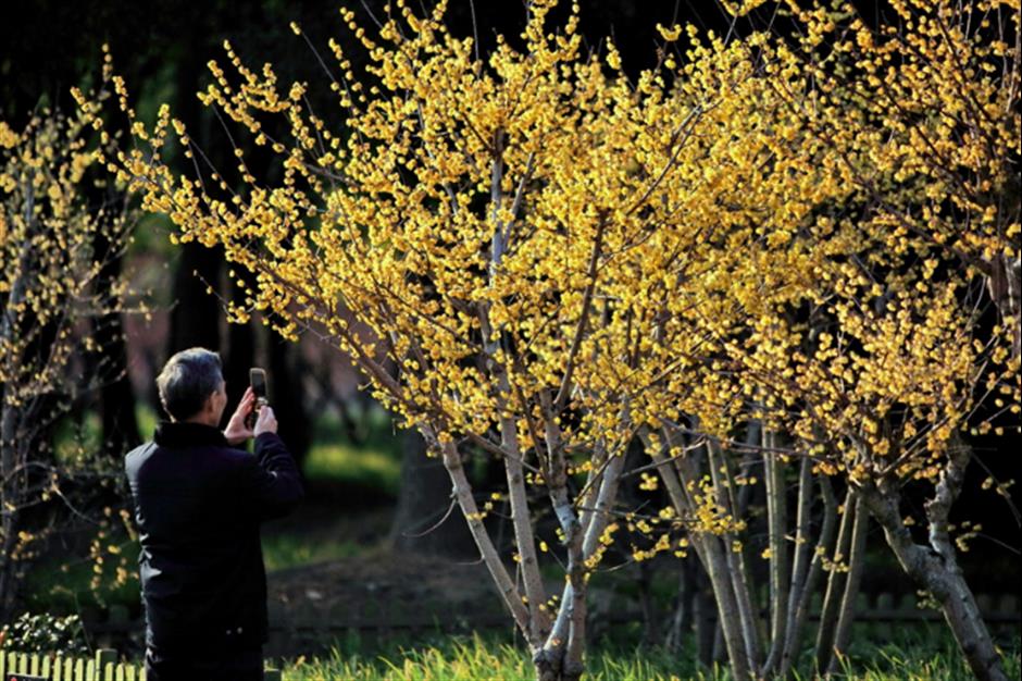 500余株蜡梅,4000余株梅花竞相开放!就在上海市中心这个免费公园→