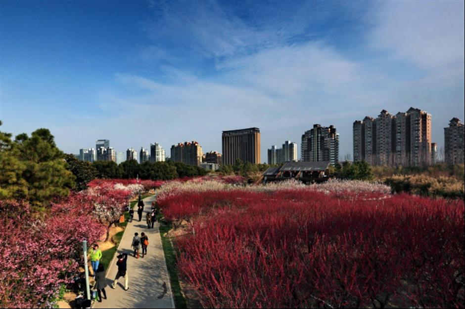 500余株蜡梅,4000余株梅花竞相开放!就在上海市中心这个免费公园→