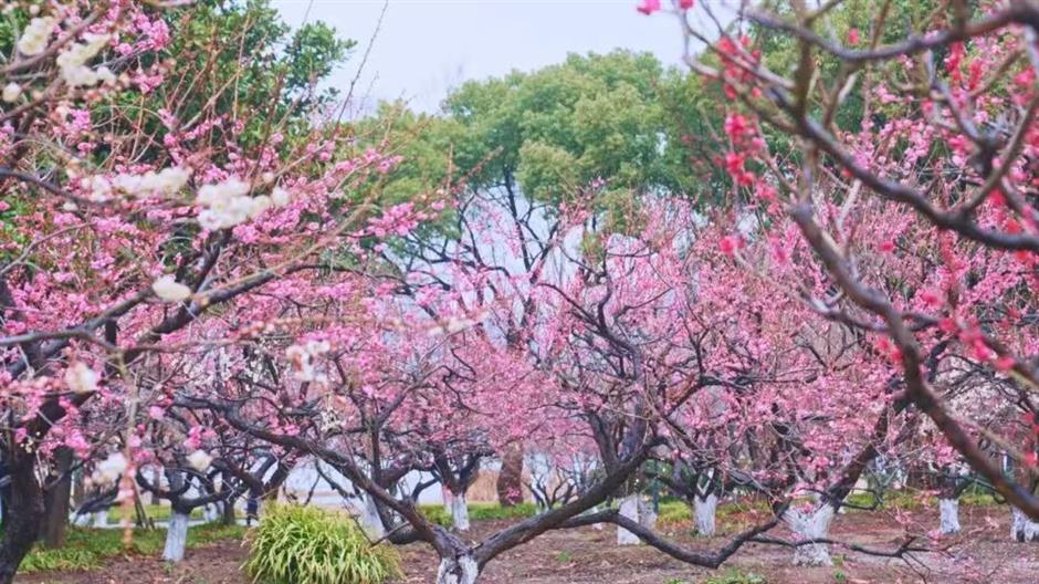 魔都新春玩法持续升级!