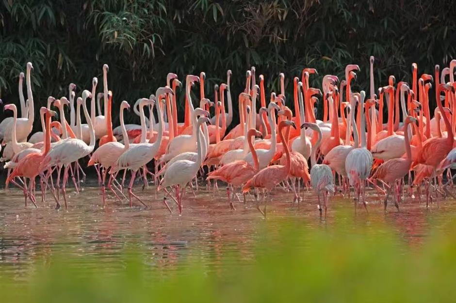 魔都新春玩法持续升级!