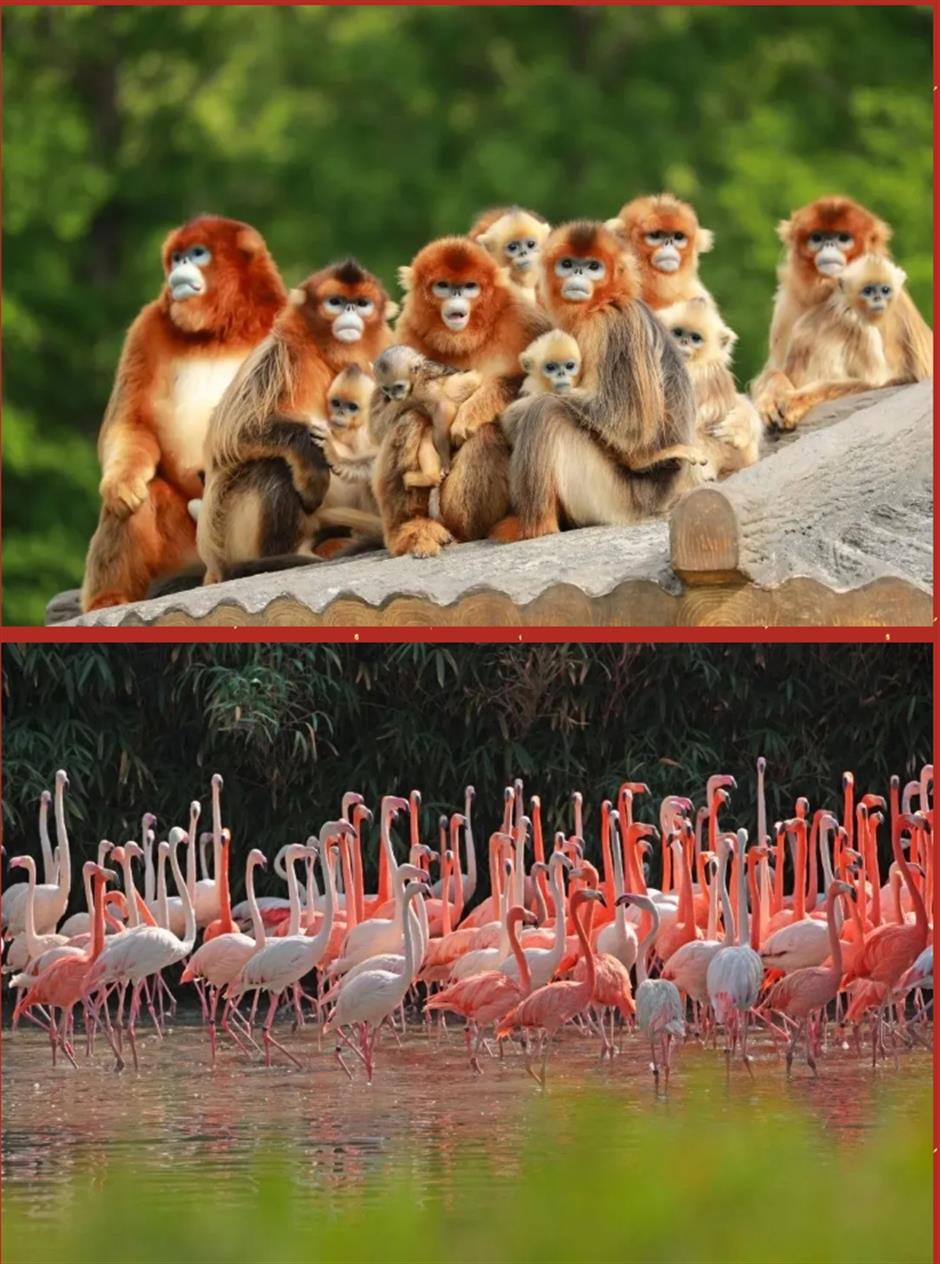 上海年味爆棚啦!快收藏这7条出游路线,一起欢乐过年→