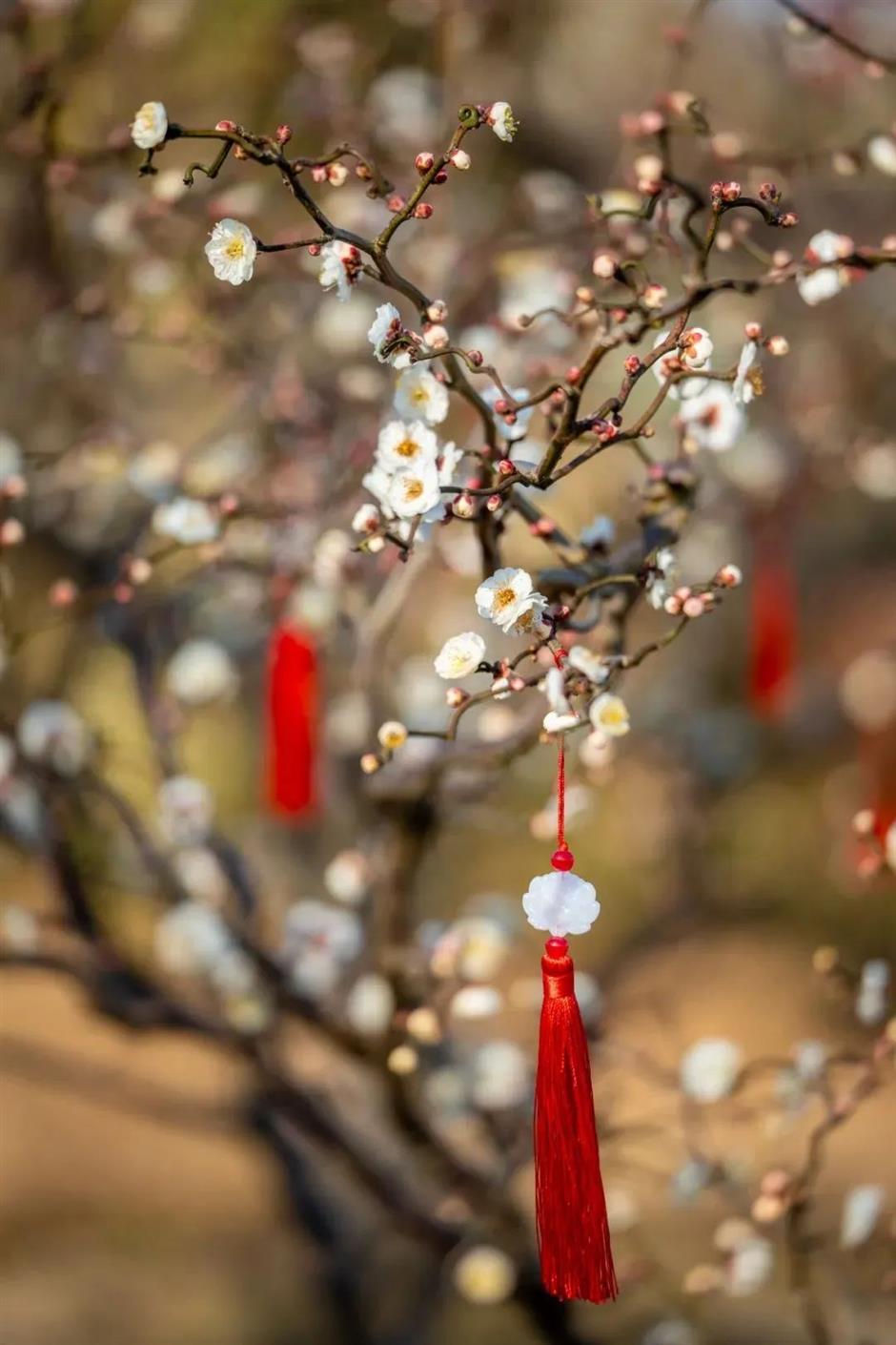 賞梅啦!還有限定免票、半價入園福利~