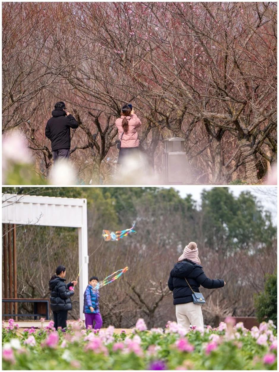 賞梅啦!還有限定免票、半價入園福利~