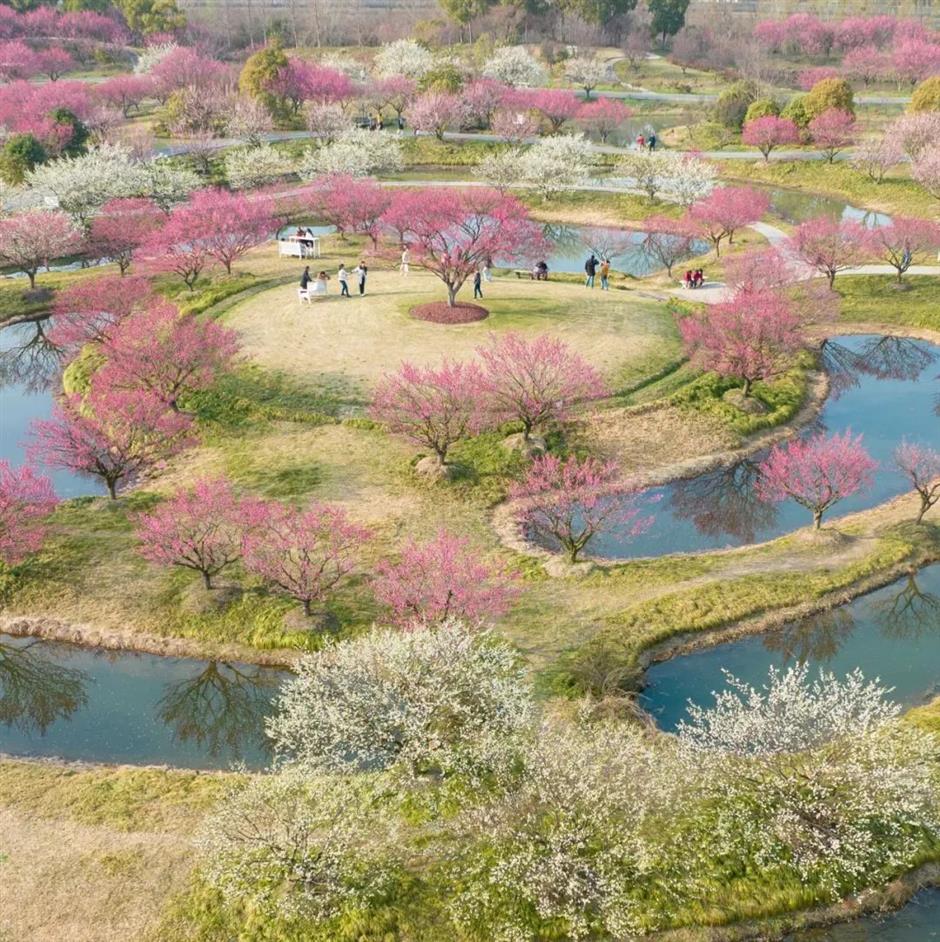賞梅啦!還有限定免票、半價入園福利~