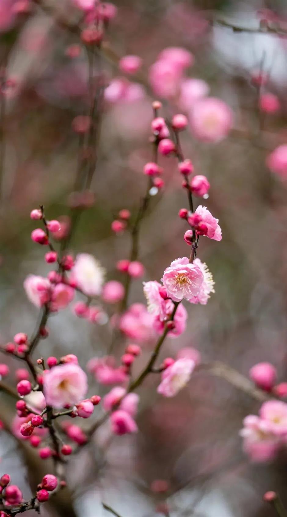 賞梅啦!還有限定免票、半價入園福利~