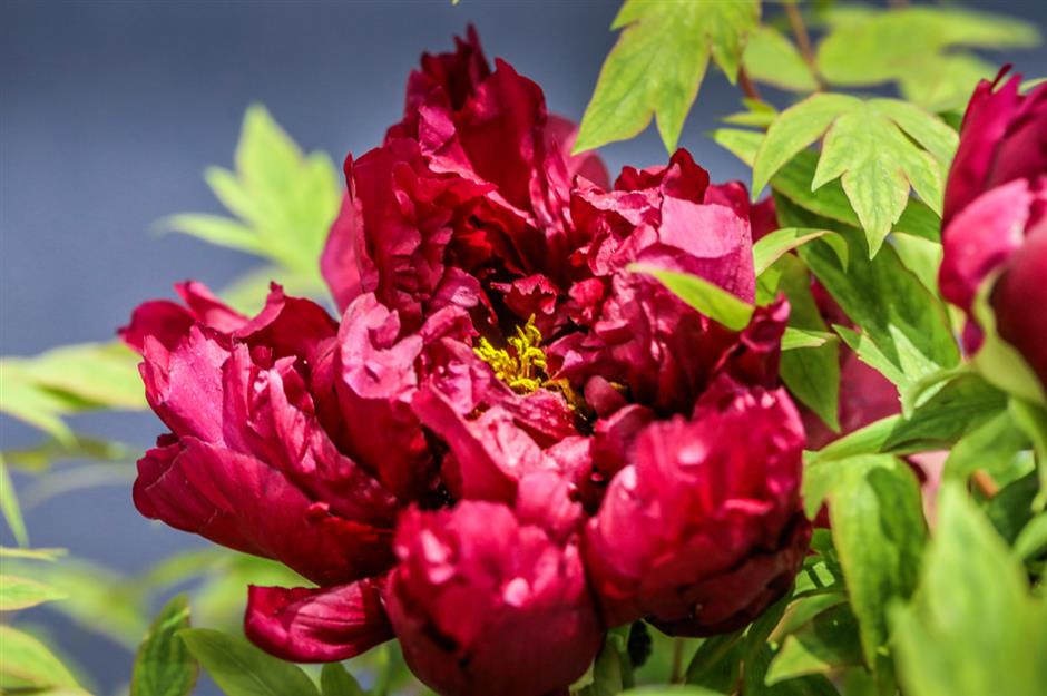 花王绽放,探寻第一抹春色!限时特惠等你来~