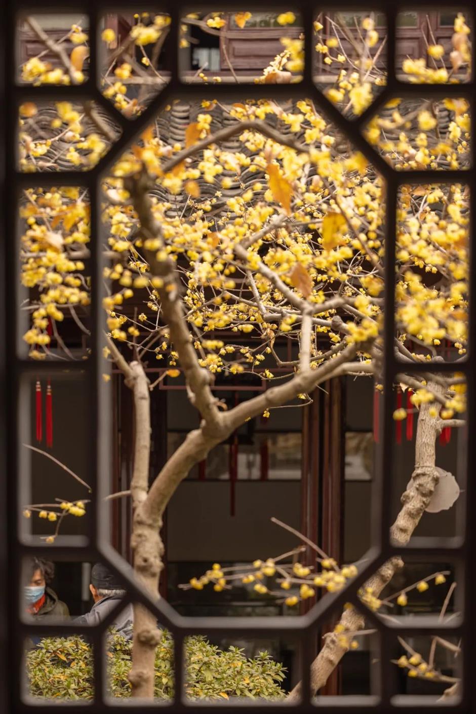 상해에도 빨간 벽 연매화가 있었다니! 이 무료 고전 정원에서 꽃이 활짝 피고 있네요→