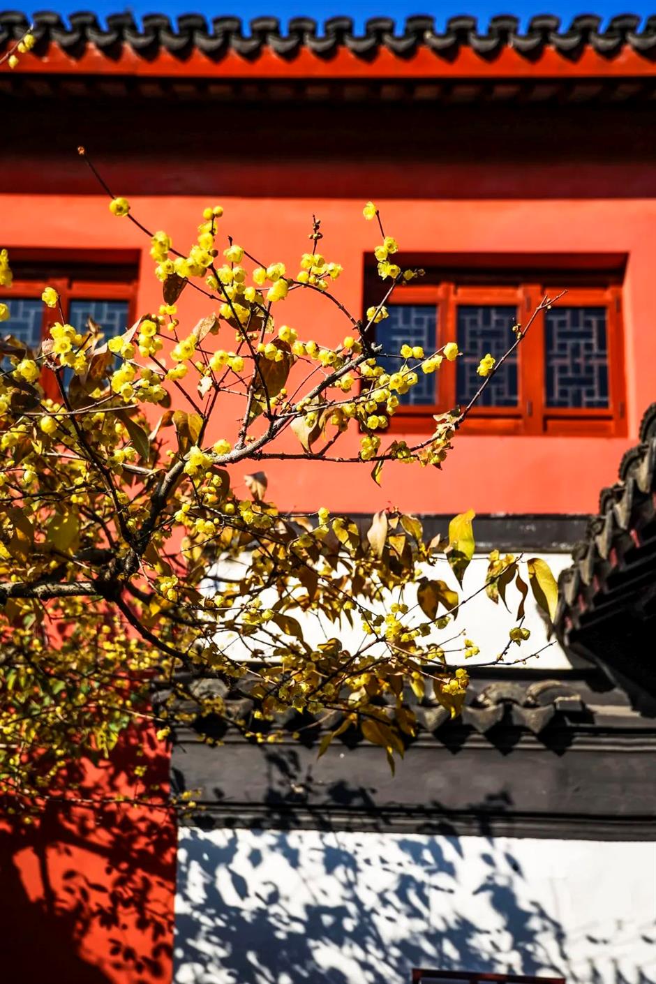 상해에도 빨간 벽 연매화가 있었다니! 이 무료 고전 정원에서 꽃이 활짝 피고 있네요→