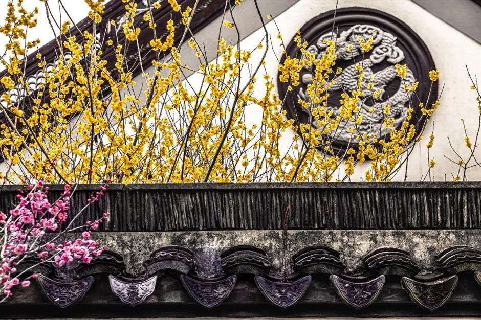 상해에도 빨간 벽 연매화가 있었다니! 이 무료 고전 정원에서 꽃이 활짝 피고 있네요→