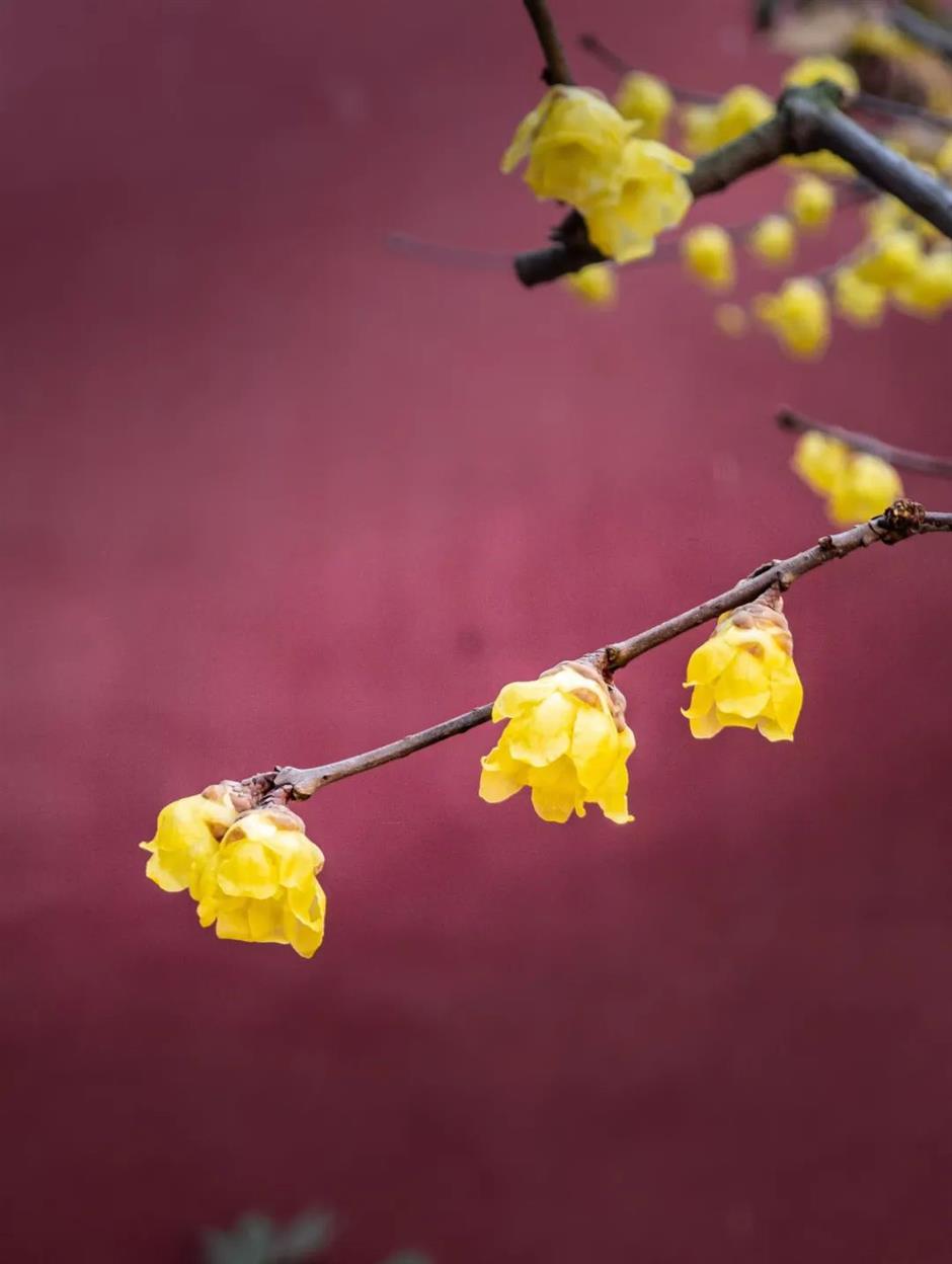 상해에도 빨간 벽 연매화가 있었다니! 이 무료 고전 정원에서 꽃이 활짝 피고 있네요→