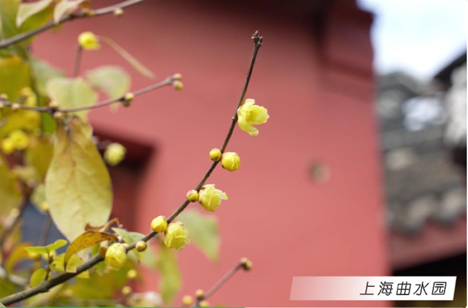 상해에도 빨간 벽 연매화가 있었다니! 이 무료 고전 정원에서 꽃이 활짝 피고 있네요→
