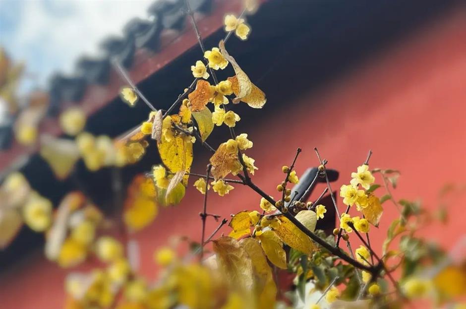 상해에도 빨간 벽 연매화가 있었다니! 이 무료 고전 정원에서 꽃이 활짝 피고 있네요→