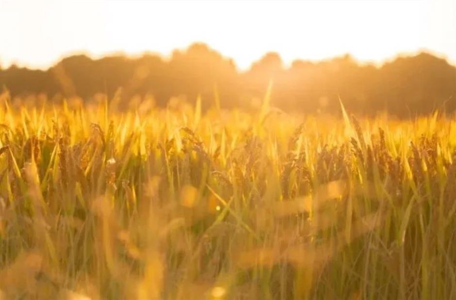 不出正月都是年!魔都网红村升级,这不打烊的浓浓烟火气
