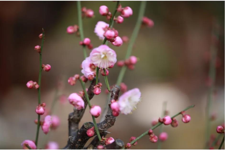 Check out these free flower lantern viewing in this classical garden in Shanghai.