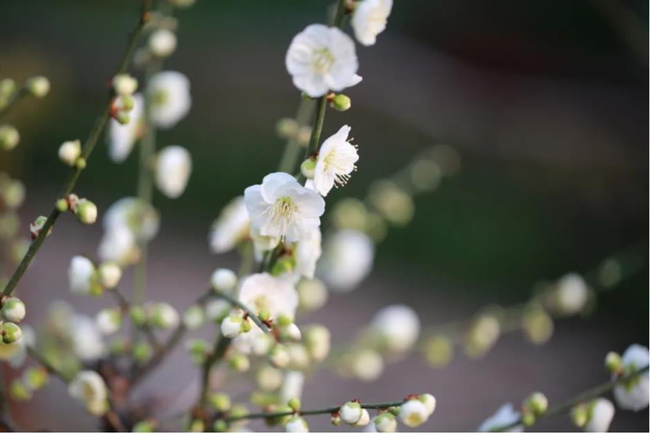Check out these free flower lantern viewing in this classical garden in Shanghai.