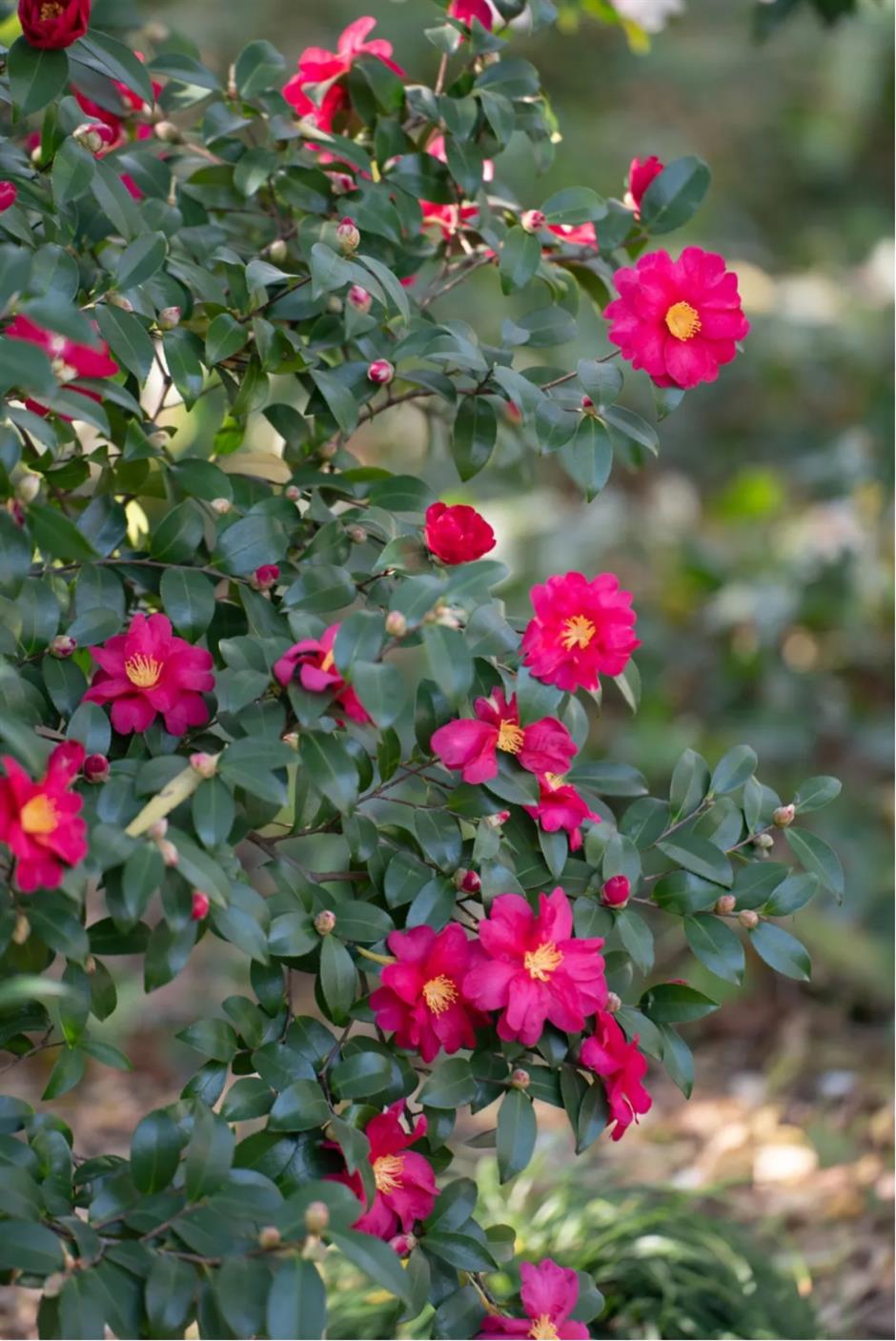 Check out these free flower lantern viewing in this classical garden in Shanghai.