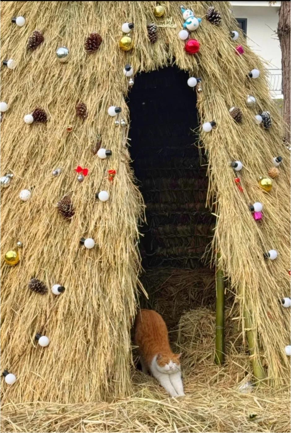 不出正月都是年!魔都网红村升级,这不打烊的浓浓烟火气