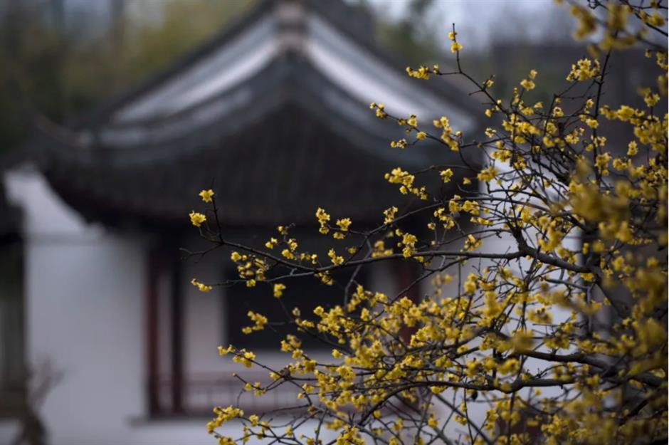 Check out these free flower lantern viewing in this classical garden in Shanghai.