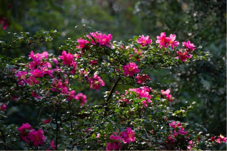 Check out these free flower lantern viewing in this classical garden in Shanghai.