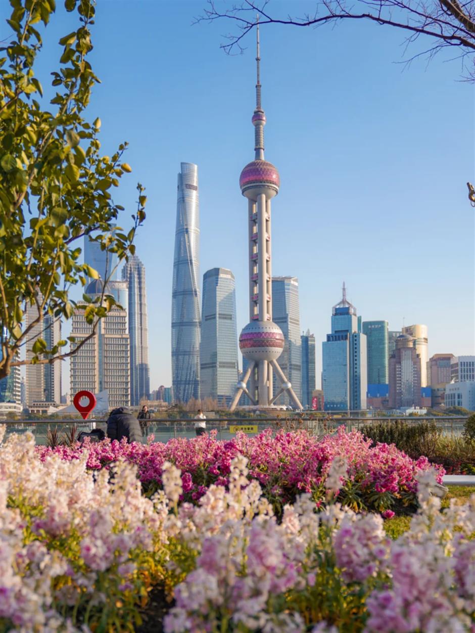 坐标北外滩!绝美紫罗兰花海开启魔都春日色彩盛宴→