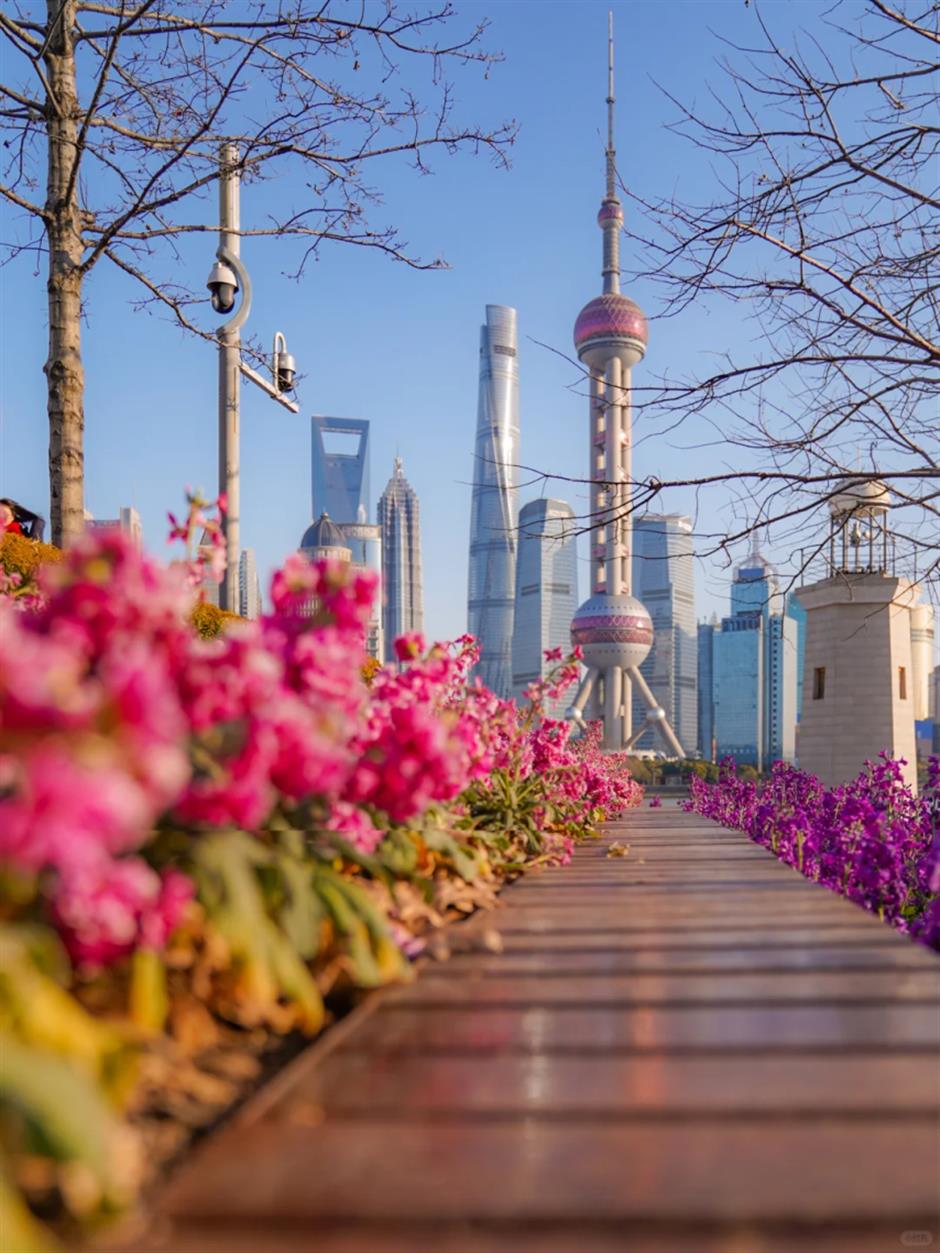 坐标北外滩!绝美紫罗兰花海开启魔都春日色彩盛宴→