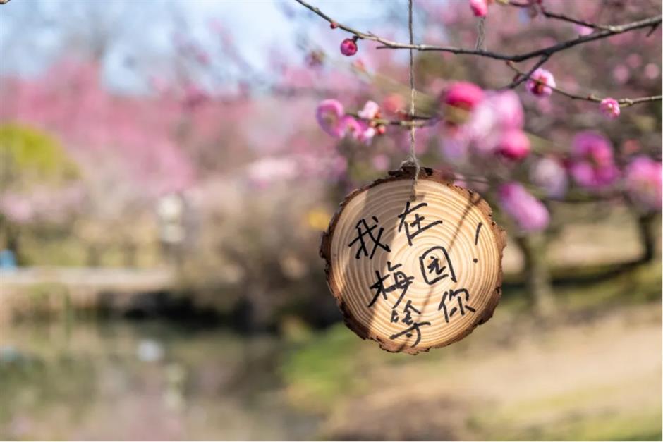 上海这些公园的梅花,开得太绝了!有些还免费