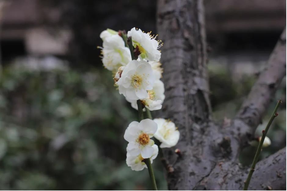 上海这些公园的梅花,开得太绝了!有些还免费