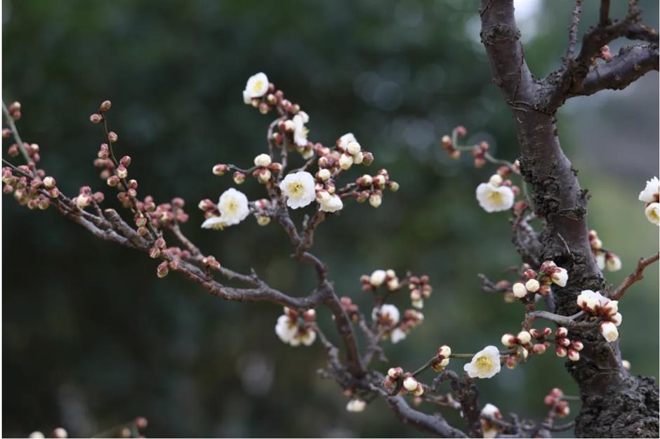 上海这些公园的梅花,开得太绝了!有些还免费