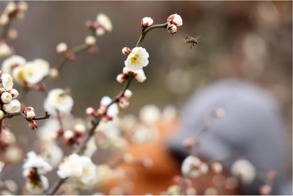 上海这些公园的梅花,开得太绝了!有些还免费