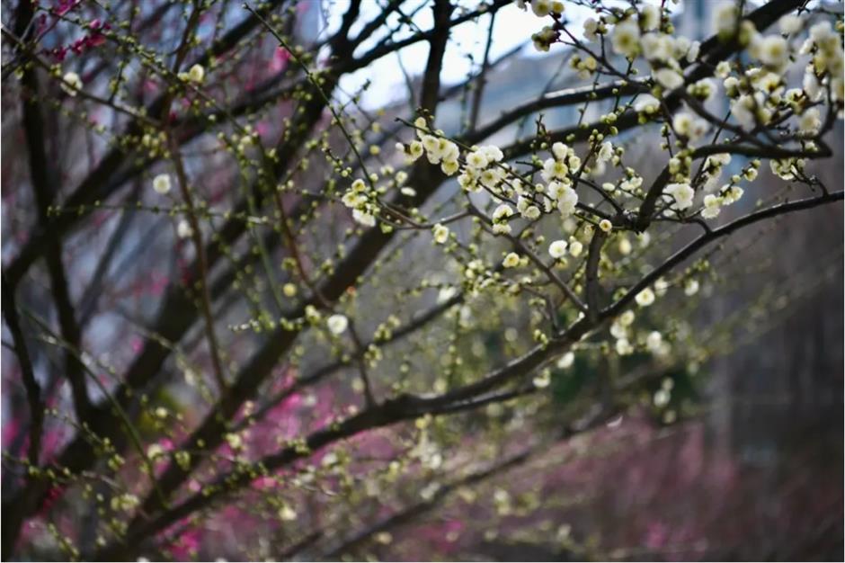 上海这些公园的梅花,开得太绝了!有些还免费