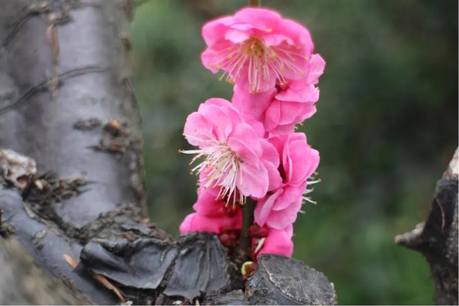 上海这些公园的梅花,开得太绝了!有些还免费