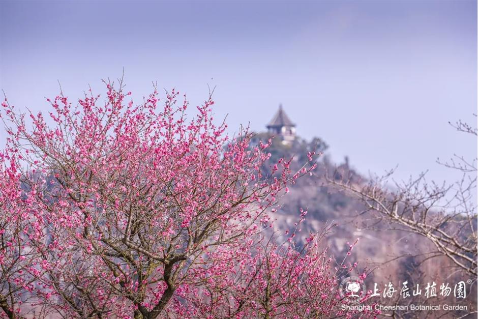 上海这些公园的梅花,开得太绝了!有些还免费