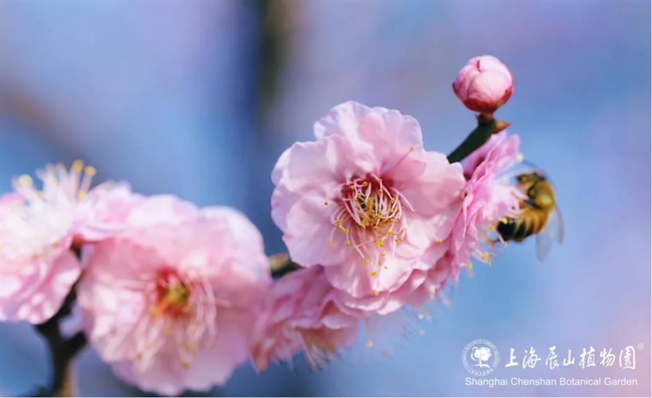 上海这些公园的梅花,开得太绝了!有些还免费