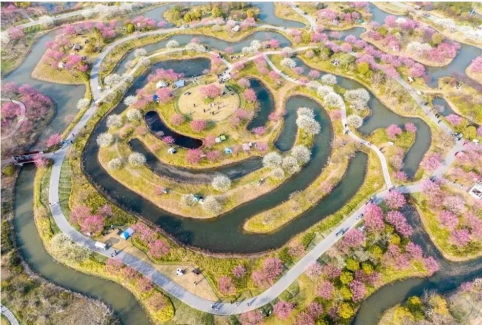 上海这些公园的梅花,开得太绝了!有些还免费