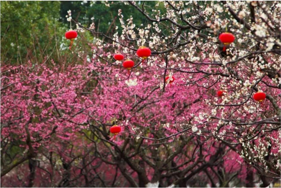 上海这些公园的梅花,开得太绝了!有些还免费